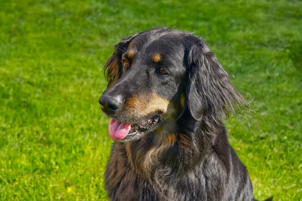 Mutlu siyah ve turuncu bir Hovawart köpeğinin portresi. Hovawart dişisi yakın plan. Takvim için siyah köpek portresi, poster, parmak izi kapağı. seçici odak — Stok fotoğraf