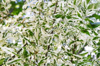Cornus tartışmalı ağaç, variegata. Süslü ağaç yaprakları..