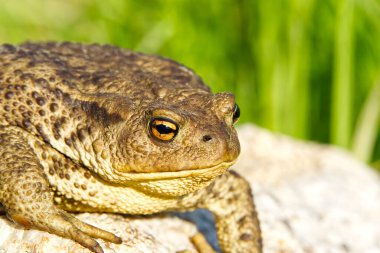 Granit taşın üzerinde oturan sıradan kurbağa, Bufo Bufo yakın plan..