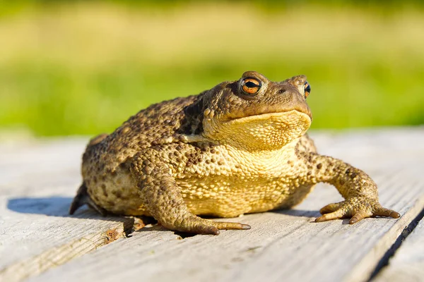 Обычная жаба сидит на старом деревянном столе, Буфо Буфо крупным планом. — стоковое фото
