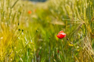 Blured Olgun Arpa Sıcak bir yaz gününde tarlada, hasat etmeye hazır.