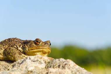 Granit taşın üzerinde oturan sıradan kurbağa, Bufo Bufo yakın plan..