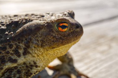 Eski ahşap masada oturan sıradan kurbağa, Bufo Bufo yakın plan.