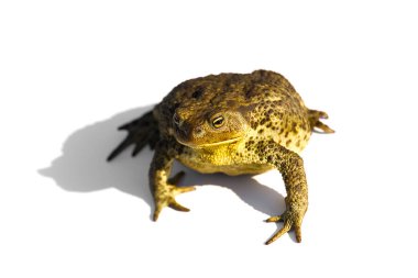 Sıradan kurbağa ya da Avrupa kurbağası, Bufo bufo, beyaz arka planda izole edilmiş.