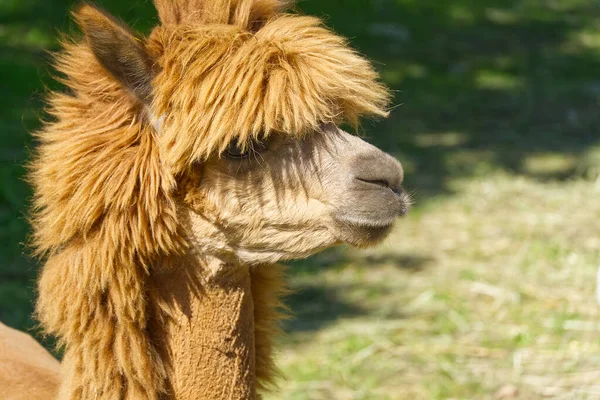 Nahaufnahme Porträt eines braunen Alpakas, das auf der grünen Sommerwiese steht. — Stockfoto