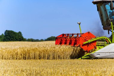 Güneşli bir yaz gününde hasat buğday veya arpa toplar.