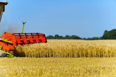 Güneşli bir yaz gününde hasat buğday veya arpa toplar.