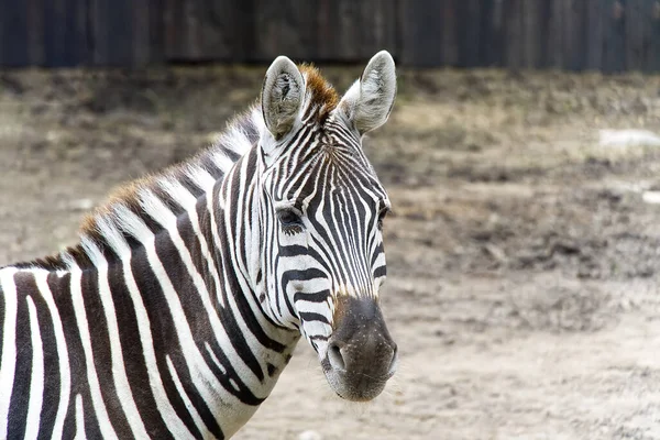 Porträt eines Zebras. Equus quagga hautnah. — Stockfoto
