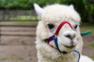 Bir sürü yünlü şirin beyaz Alpaca portresi. Ev Alpaka.