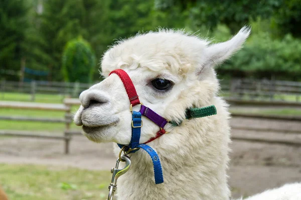 Porträt eines niedlichen weißen Alpakas mit viel Wolle. Alpaka zu Hause. — Stockfoto