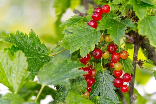 Red Currant berries on a green bush closeup. — Stock Photo, Image
