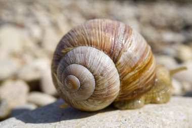 Baltık Denizi 'nin kayalık kıyısında beyaz salyangoz yaklaşıyor. Lymnaea durgun..