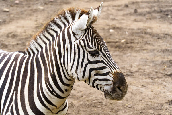 Portrait of Plains zebra. Equus quagga close up