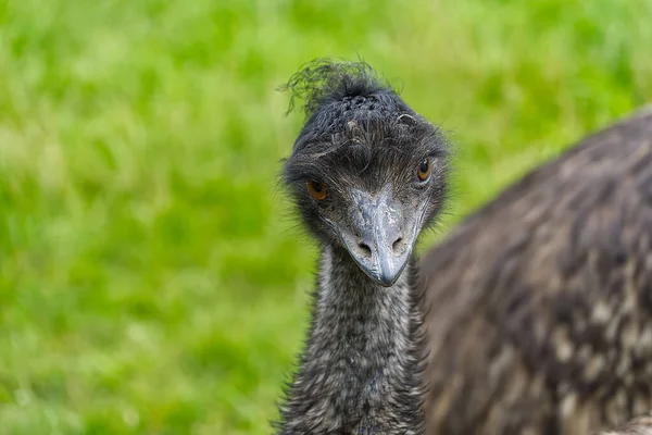 Retrato de avestruz mirando a cámara. Dromaius novaehollandiae, emo Straus cabeza sobre fondo verde borroso. — Foto de Stock