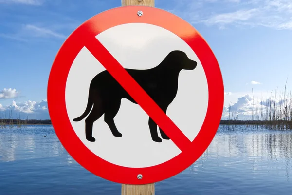 No dog sign on a lake beach. no pets allowed sign to swimm asign summer lake.