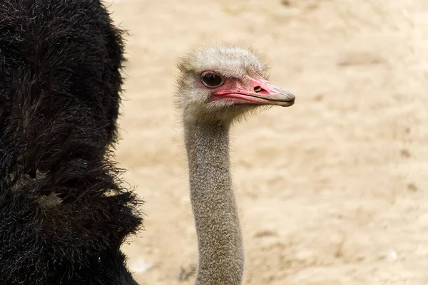Potret burung unta close-up. Kepala burung unta Struthio camelus. — Stok Foto