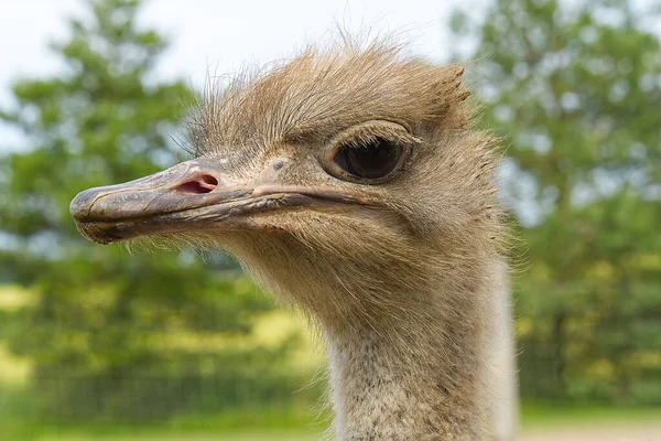 Porträt eines Straußes in Nahaufnahme. Straußenkopf Struthio camelus. — Stockfoto