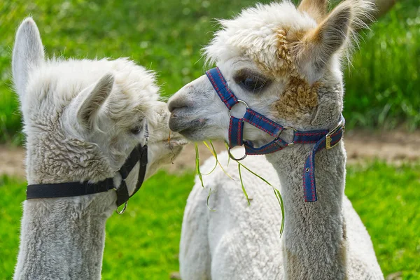 Weiße niedliche Alpaka in einer grünen Wiese an einem sonnigen Sommertag. — Stockfoto