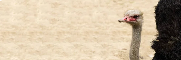 Ritratto di primo piano di uno struzzo. Testa di struzzo Struthio camelus. — Foto Stock