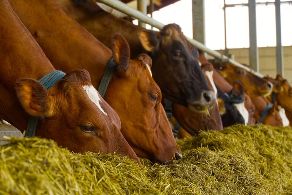 Vacas Laranja na Quinta. Vacas vermelhas a comer feno no estábulo do estábulo. Vacas leiteiras na exploração leiteira, na indústria agrícola, na agricultura e no conceito de criação animal . — Fotografia de Stock