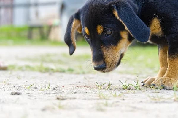 Dachshund köpek yavrusu yürüyor ve keşfediyor. Saf köpek yavrusu değil, sevimli köpek.. — Stok fotoğraf