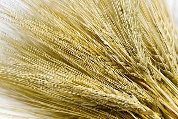 Wheat bundle close up on white background.
