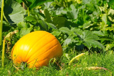 Büyük portakal olgunlaşmış balkabağı güneşli bir günde çimlerin üzerinde yatıyor..