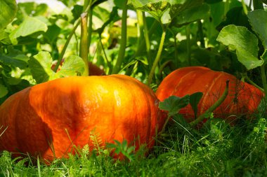 ECO Organik Turuncu Olgun Balkabağı Güneşli bir günde çimlerin üzerinde yatıyor. Organik sebze yetiştirme kavramı.