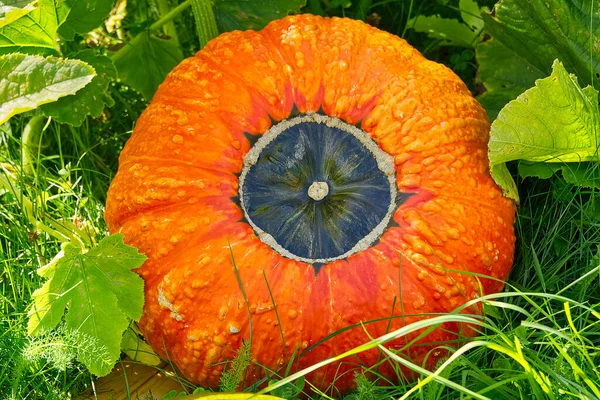 Stor apelsin mogen pumpa i hem trädgård i solig dag liggande på gräs. — Stockfoto