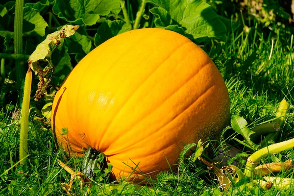 ECO Calabaza madura de naranja orgánica en el jardín casero en el día soleado que pone en la hierba. Cultivo de vegetales ecológicos concepto. —  Fotos de Stock