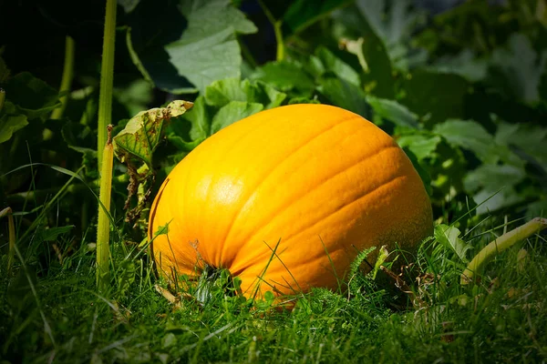 ECO Organik Turuncu Olgun Balkabağı Güneşli bir günde çimlerin üzerinde yatıyor. Organik sebze yetiştirme kavramı