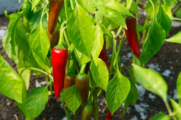 Mogen röd peppar som växer på en buske i ett växthus. — Stockfoto