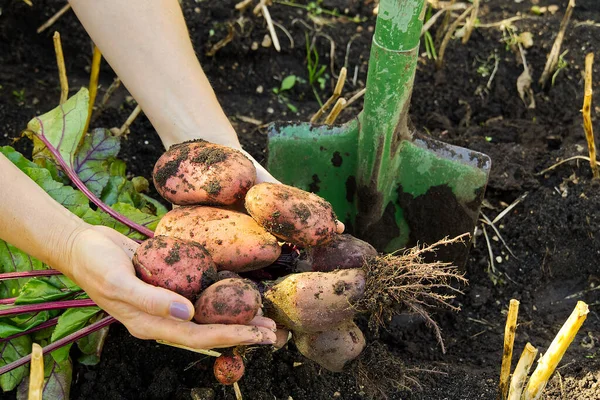 Taze kırmızı patates hasadı zamanı. Kırmızı Patates ellerinde. Bahçenizde ev yapımı patates filizleri. Evde bahçıvanlık ya da ekolojik büyüme kavramı.