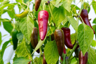 Olgun kırmızı biber bir serada bir çalılıkta yetişiyor..