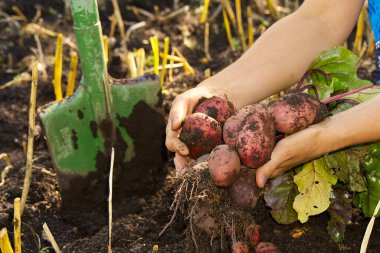 Taze kırmızı patates hasadı zamanı. Kırmızı Patates ellerinde. Bahçenizde ev yapımı patates filizleri. Evde bahçıvanlık ya da ekolojik büyüme kavramı.