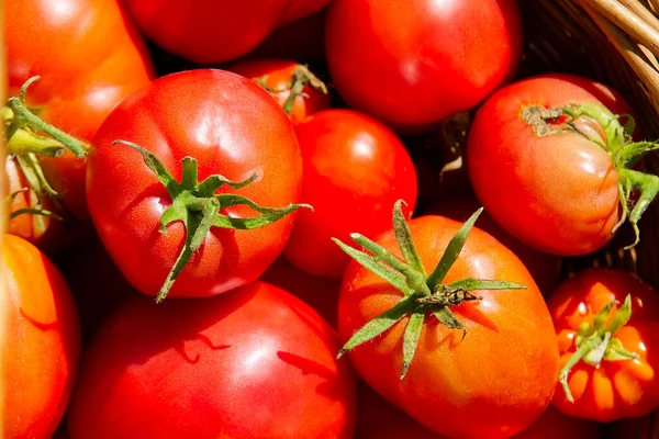 Hintergrund der reifen roten Tomaten in Nahaufnahme. Eco Food Home Gardening Konzept. — Stockfoto