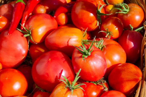 Hintergrund der reifen roten Tomaten in Nahaufnahme. Eco Food Home Gardening Konzept. — Stockfoto