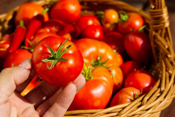 Die Hand des Bauern hält eine Tomate auf dem Hintergrund eines Korbs mit Tomaten. Tomaten im geflochtenen Korb in Großaufnahme. Eco Food Home Gardening Konzept. — Stockfoto