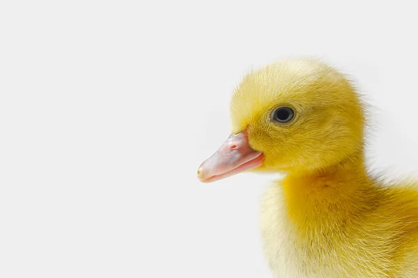 Few days old yellow duckling isolated close-up. — Stock Photo, Image