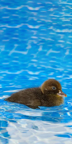 Marrón pequeño patito lindo en la piscina. Patos negros nadando en aguas cristalinas azules soleado día de verano. — Foto de Stock