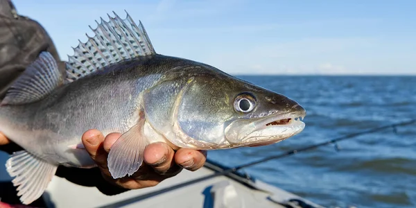 Le pêcheur tient dans ses mains une sandre ou une sandre capturée dans le fond de la mer Baltique. Pêche capture et concept de libération. Zander sur la liberté. — Photo