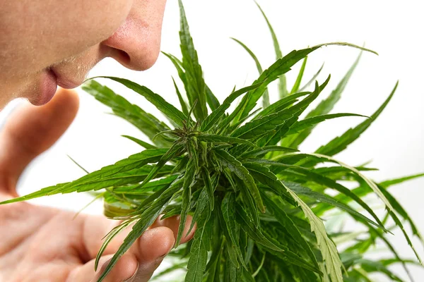 Mãos de cientista em um campo de cânhamo verificando plantas de Cannabis, conceito de fitoterapia alternativa. Planta de maconha fresca close-up. — Fotografia de Stock
