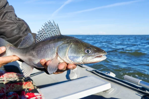 在波罗的海的背景下，渔夫手里拿着一只捕获的桑德尔或梭鱼。渔获量和释放的概念。Zander on freedom. — 图库照片