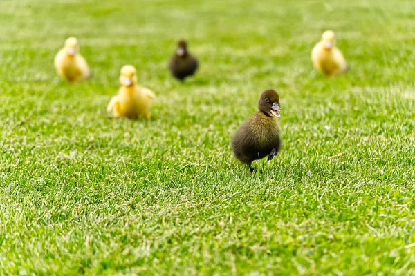 Pequeños patitos recién nacidos caminando en el patio trasero sobre hierba verde. Amarillo lindo patito corriendo en campo de pradera en día soleado. — Foto de Stock