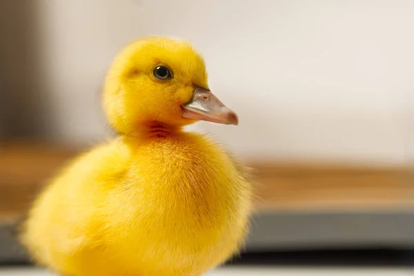 Newborn cute yellow little duckling close up. portrait of yellow duckling. — Stock Photo, Image