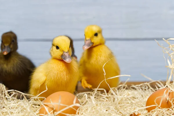 갓 태어난 귀여운 노란 오리 새끼가 가까이 있습니다. 노란 오리의 모습. — 스톡 사진
