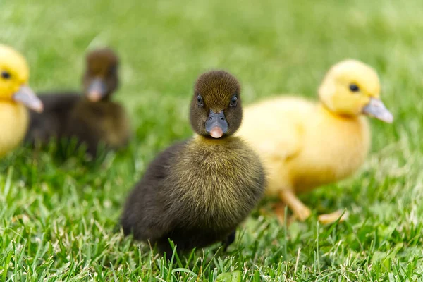 Pequeños patitos recién nacidos caminando en el patio trasero sobre hierba verde. Amarillo lindo patito corriendo en campo de pradera en día soleado. — Foto de Stock