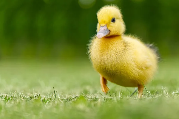 Petits canetons nouveau-nés marchant sur l'arrière-cour sur l'herbe verte. Canard mignon jaune courant sur le champ de prairie le jour ensoleillé. — Photo