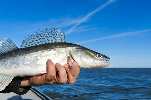 Le pêcheur tient dans ses mains une sandre ou une sandre capturée dans le fond de la mer Baltique. Pêche capture et concept de libération. Zander sur la liberté. — Photo