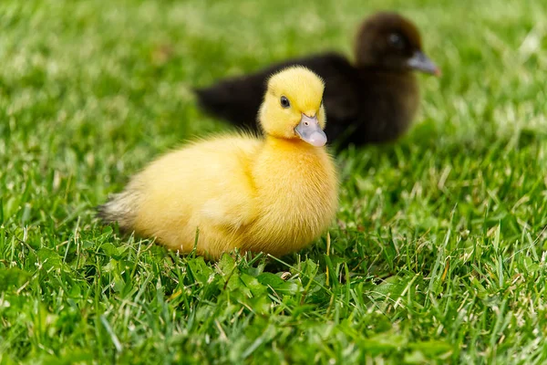 Small newborn ducklings walking on backyard on green grass. Yellow cute duckling running on meadow field on sunny day. — Stock Photo, Image